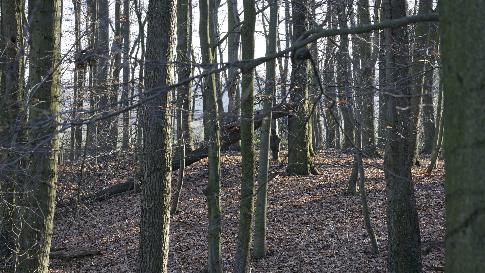 Laubwäldchen in schrägem Gegenlicht