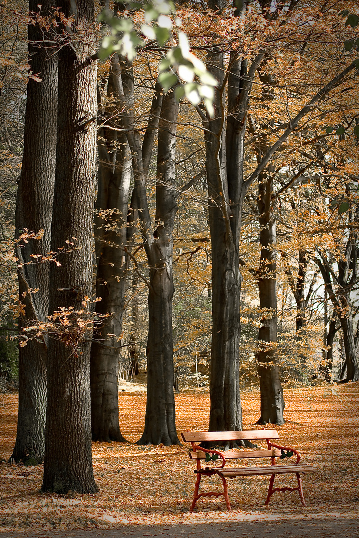 Laubwald