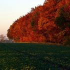 Laubwald am Feld