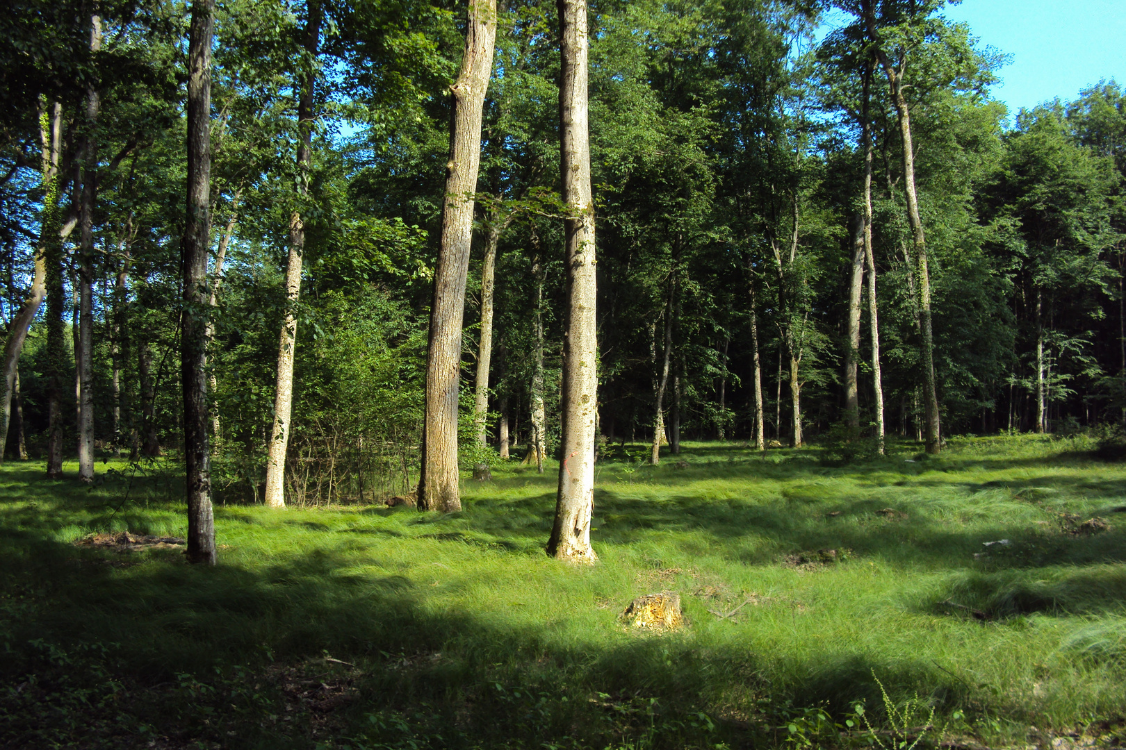 Laubwald bei Emmendingen