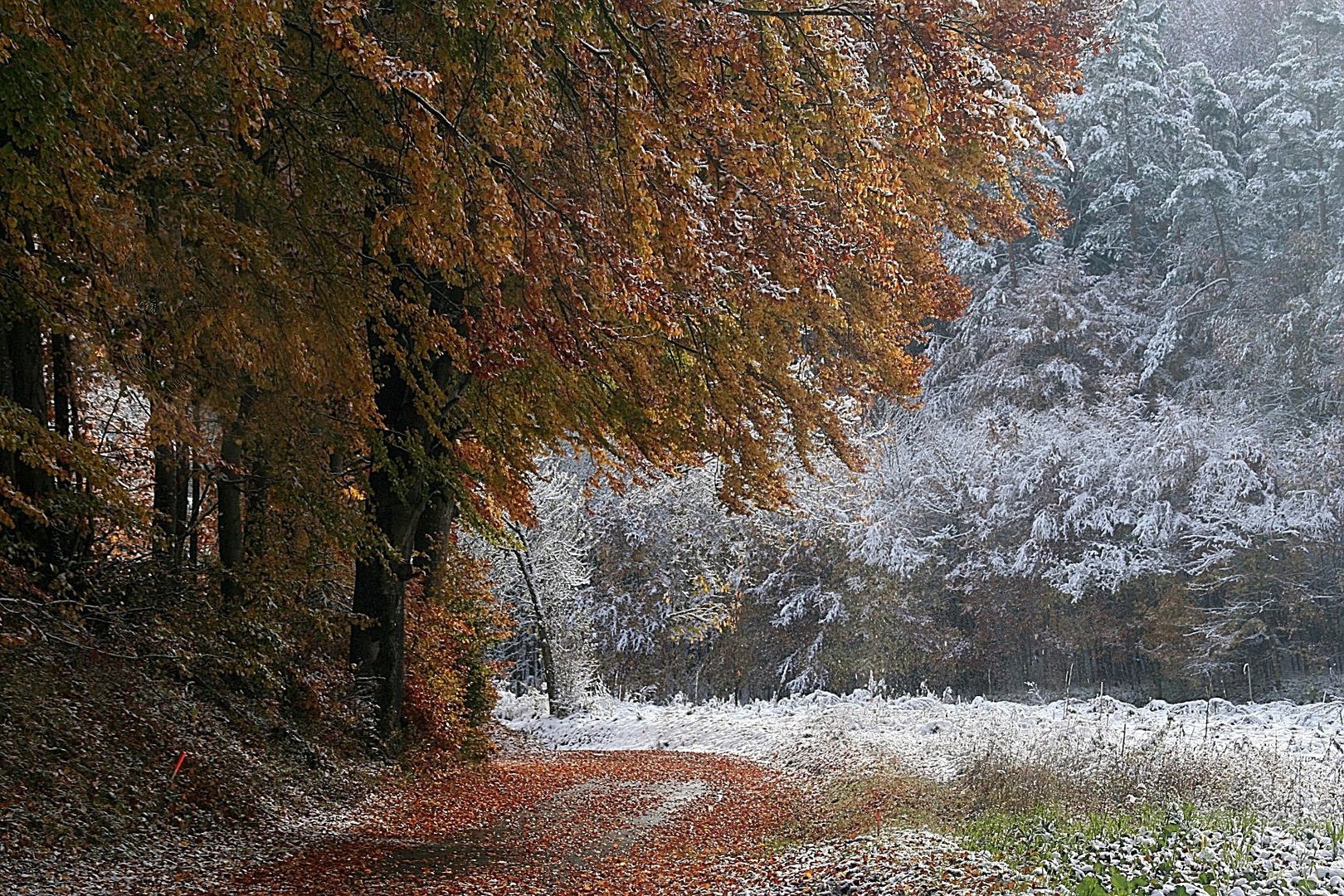 Laubwald