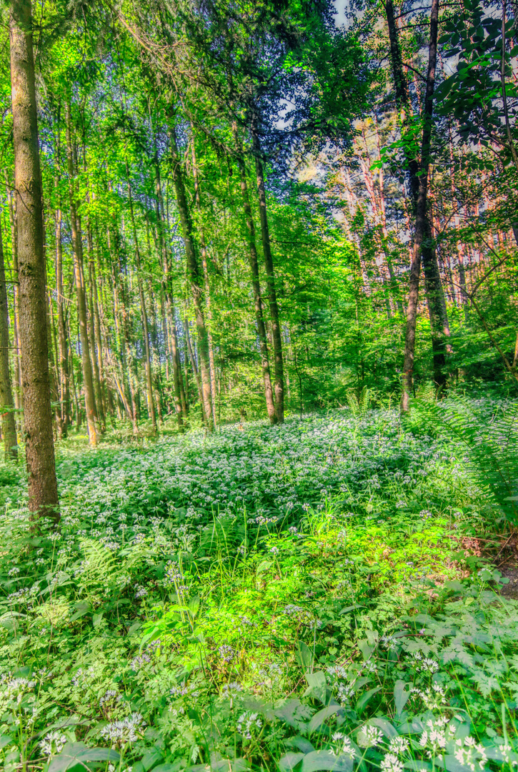 laubwald HDR