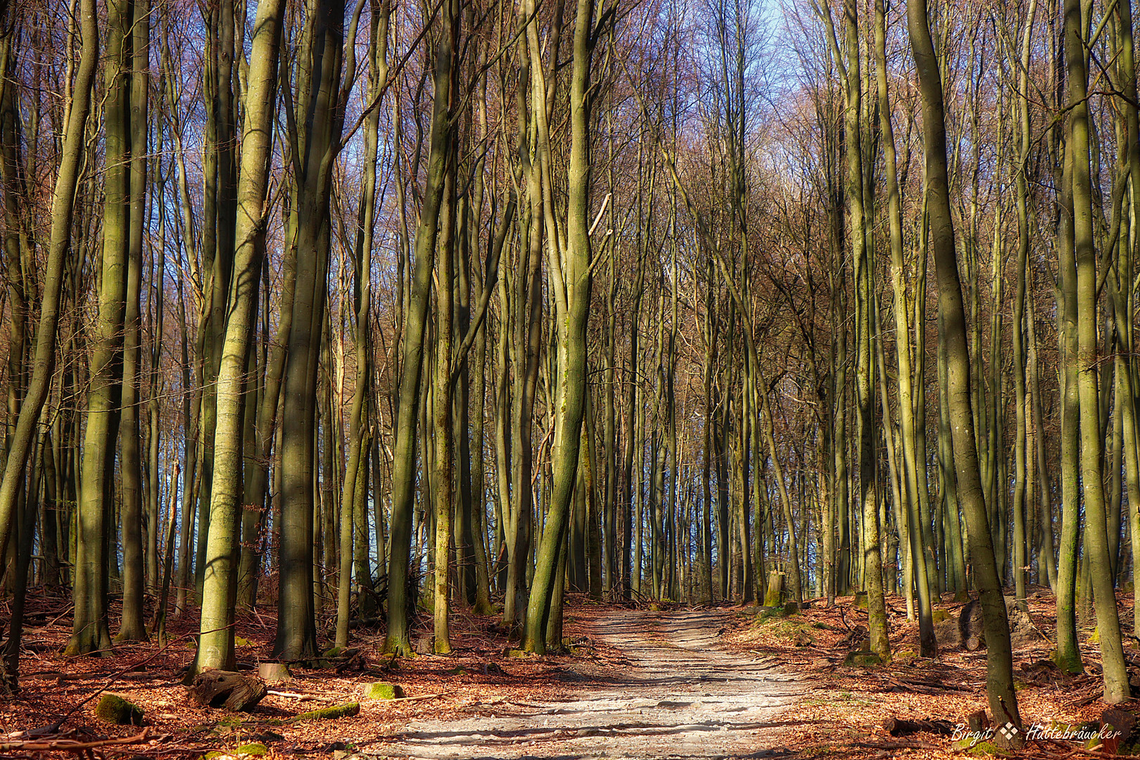 Laubwald im Frühjahr