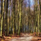 Laubwald im Frühjahr