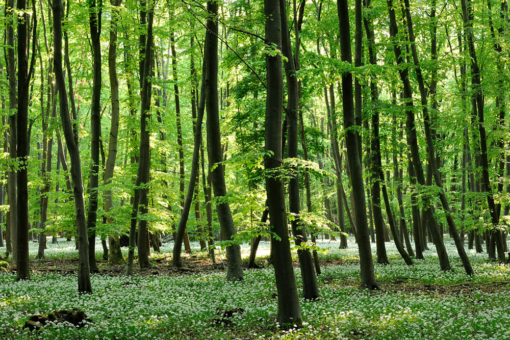 Laubwald im Frühjahr