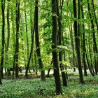 Laubwald im Frühjahr