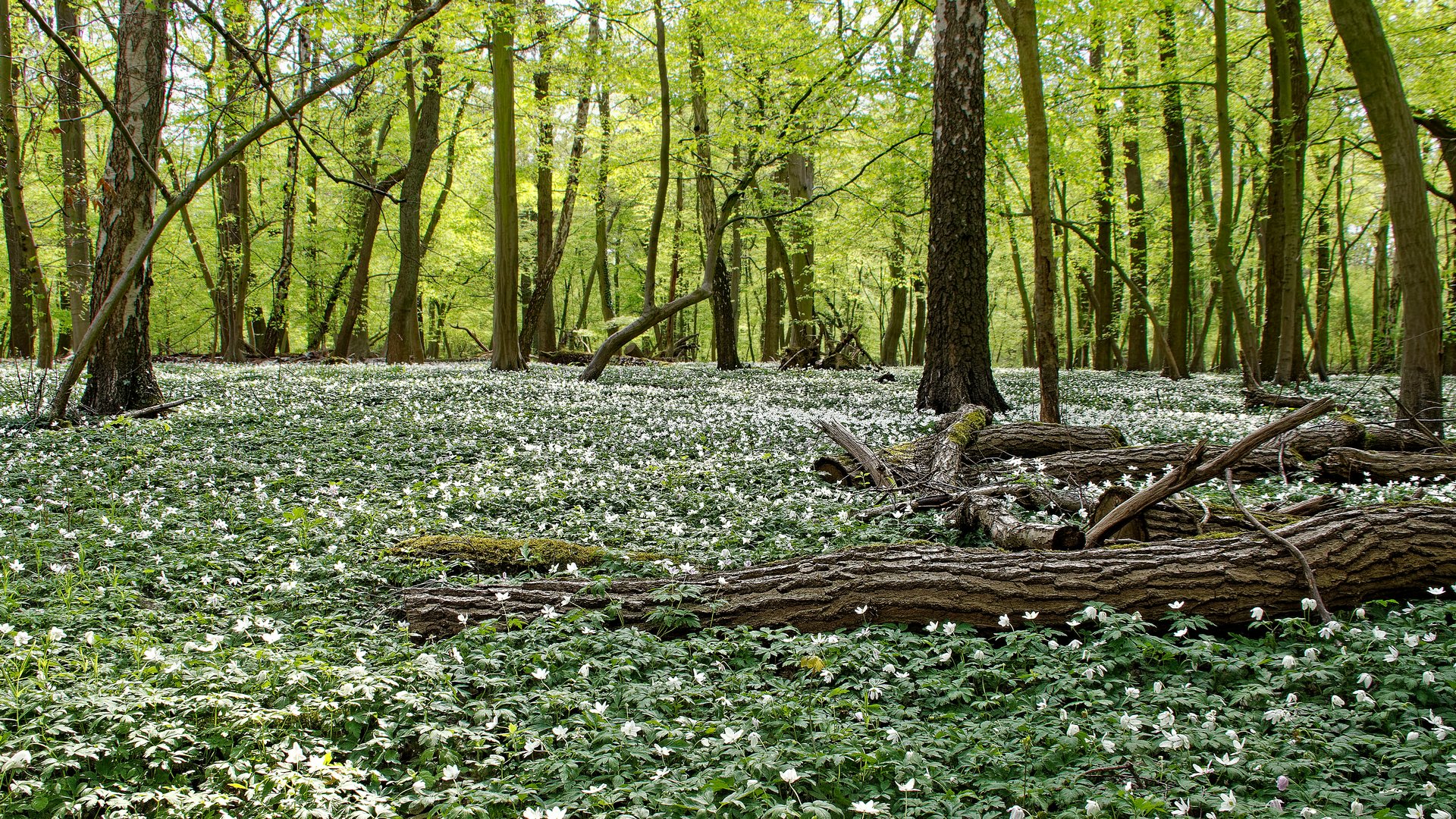 Laubwald im Frühlingskleid