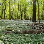 Laubwald im Frühlingskleid