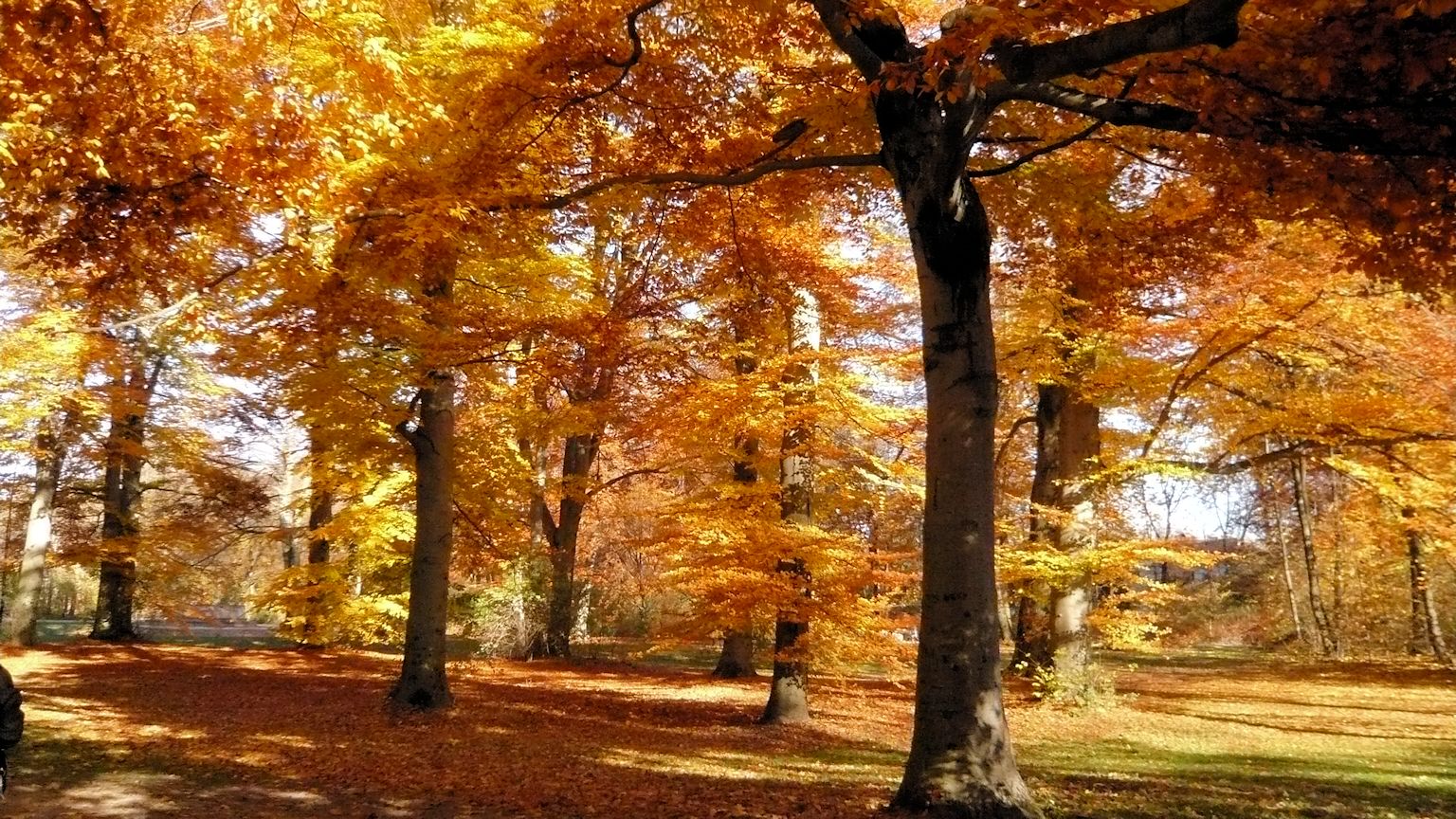 Laubwald im Herbst