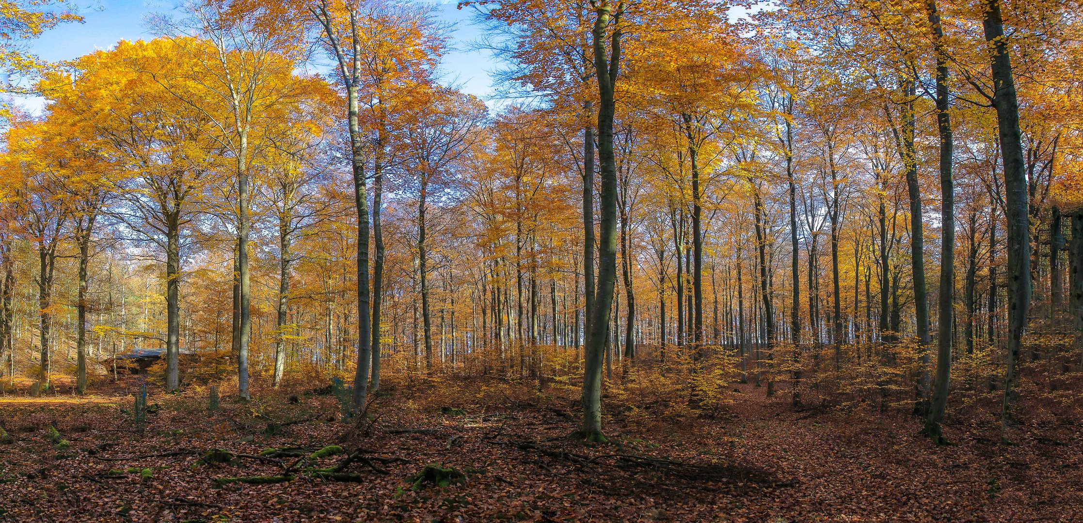 Laubwald im Herbst