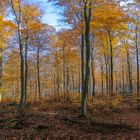 Laubwald im Herbst