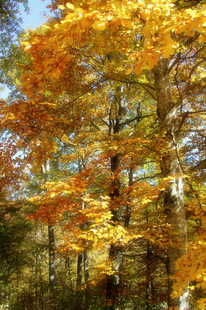 Laubwald im Herbst