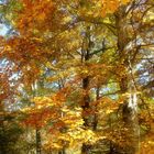 Laubwald im Herbst