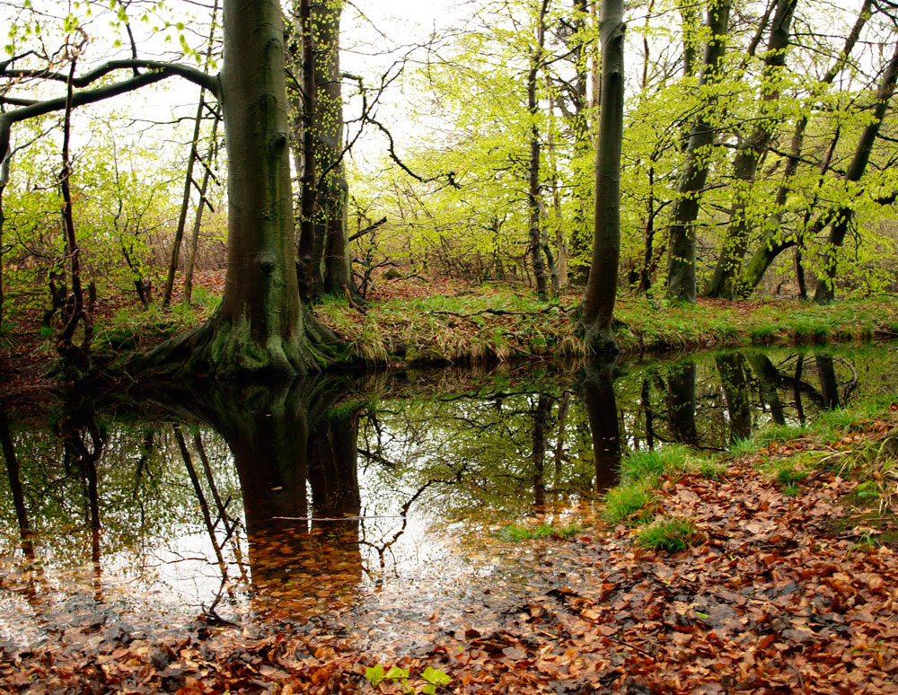 Laubwald im Mai