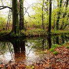 Laubwald im Mai