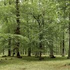 Laubwald im September