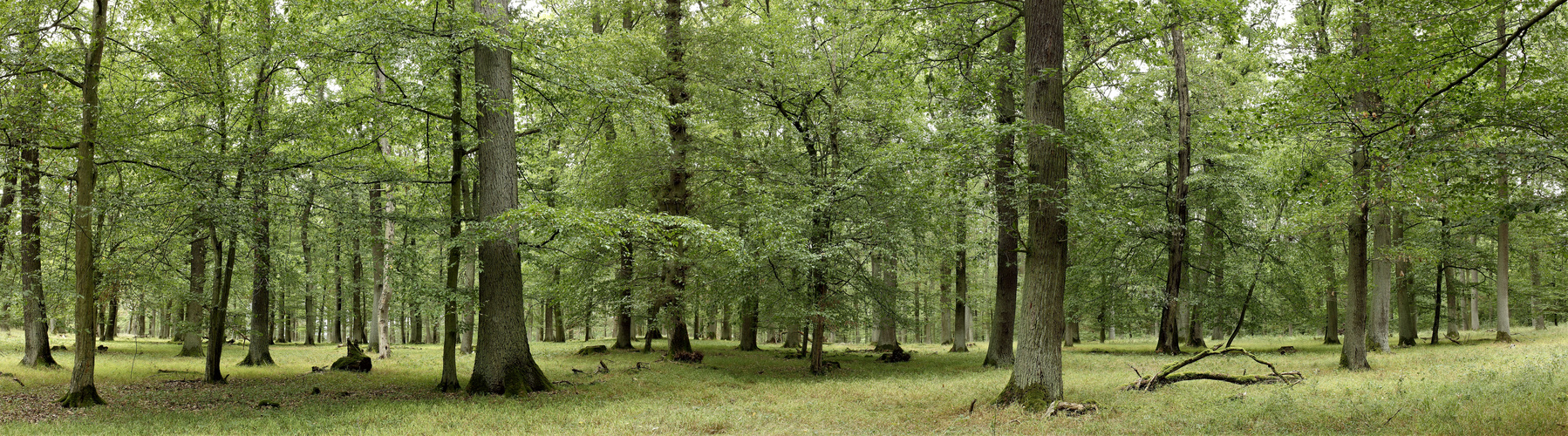 Laubwald im September