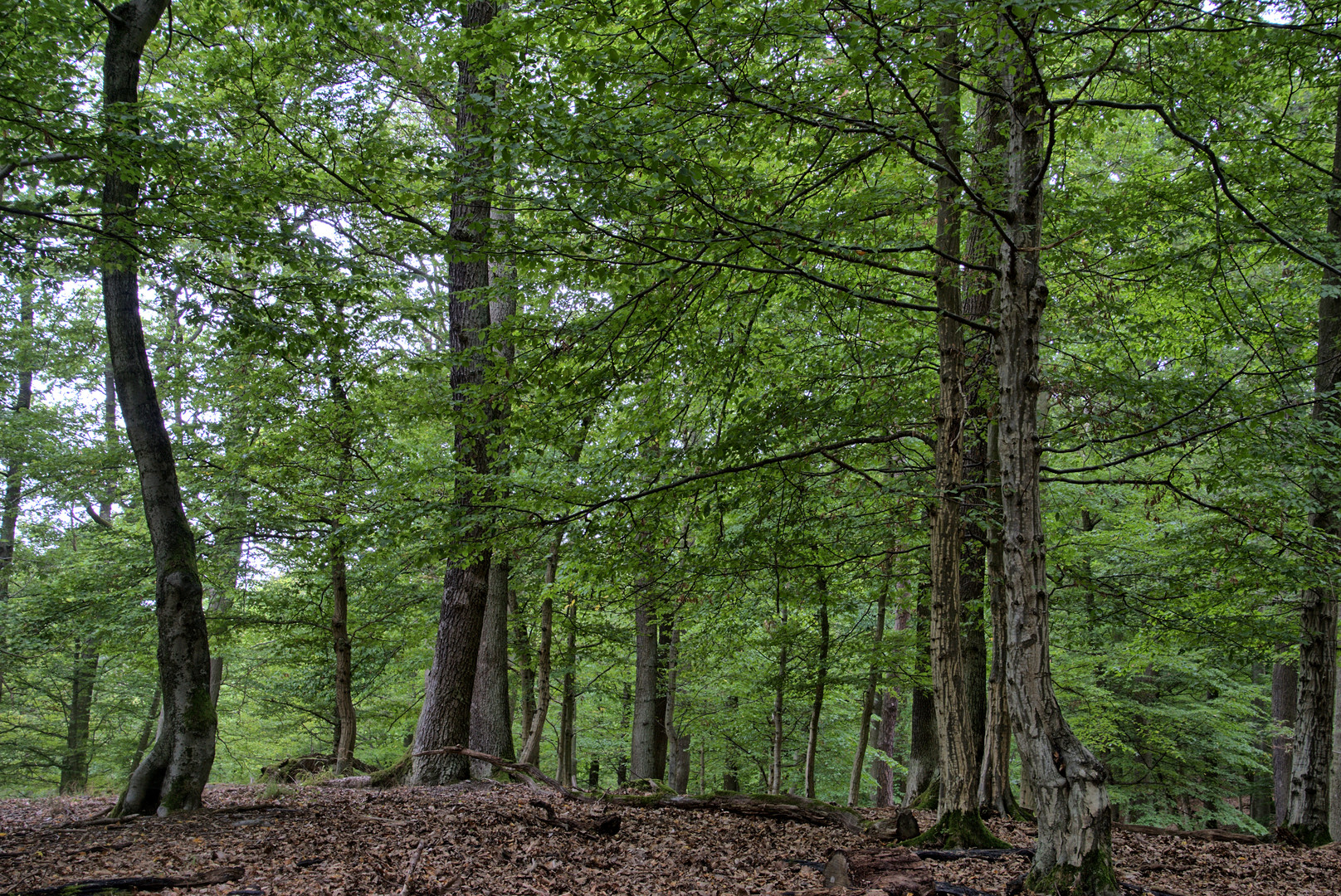 Laubwald im Spätsommer