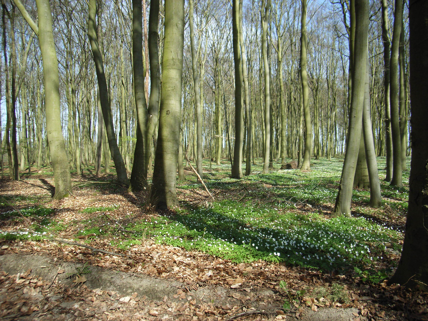 Laubwald in der Prignitz