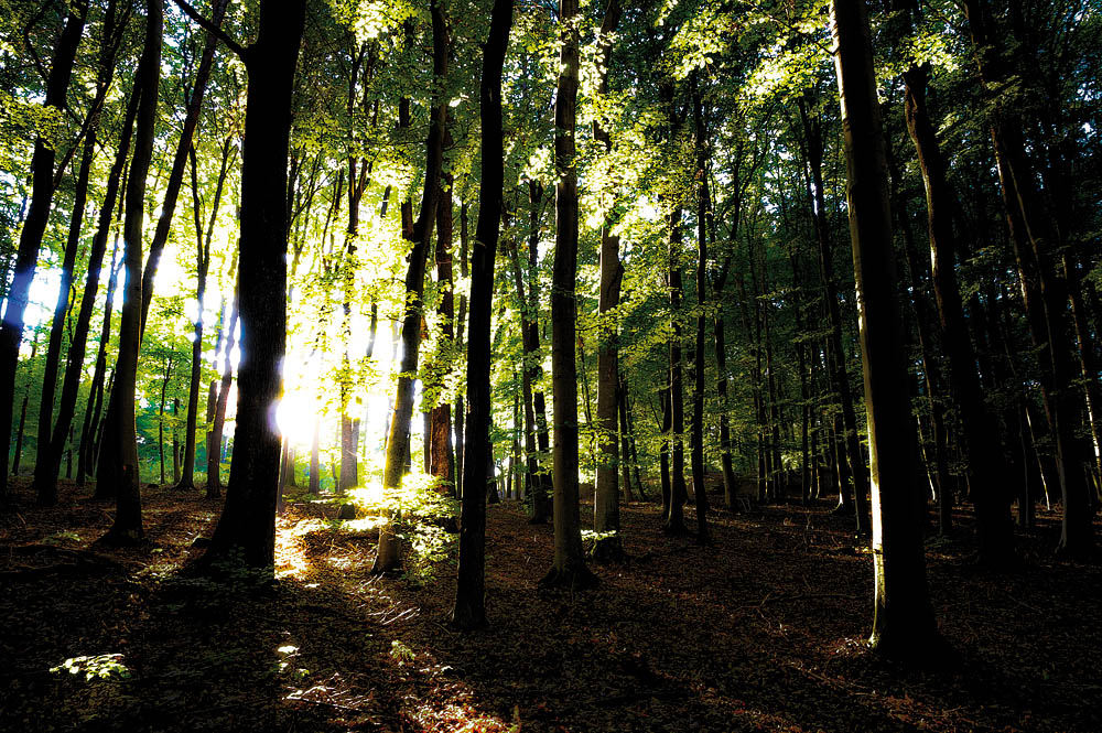 Laubwald in seiner ganzen Pracht