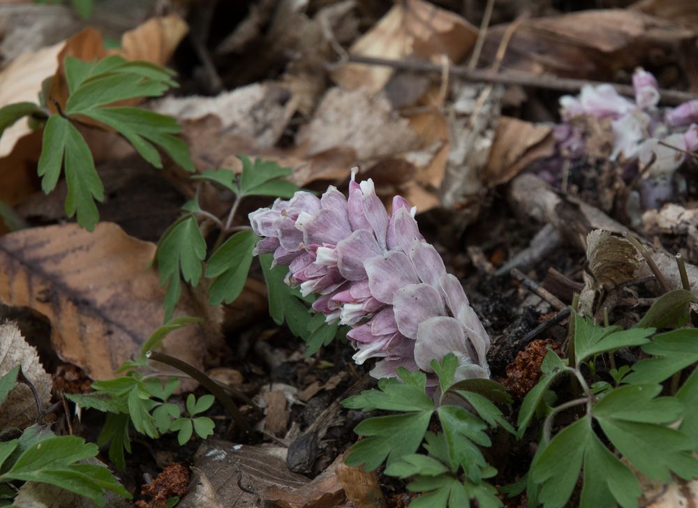 Laubwald-Schuppenwurz  1  - Lathraea squamaria