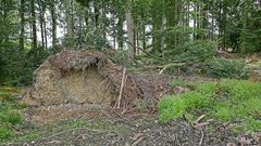 Laubwald-Sturmschaden im Arnsberger Wald