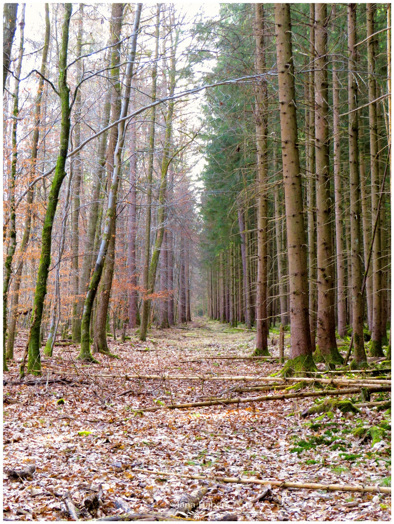 Laubwald vs. Nadelwald 