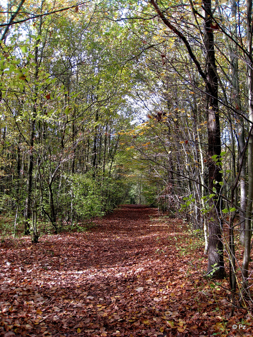 Laubweg im Herbst ...