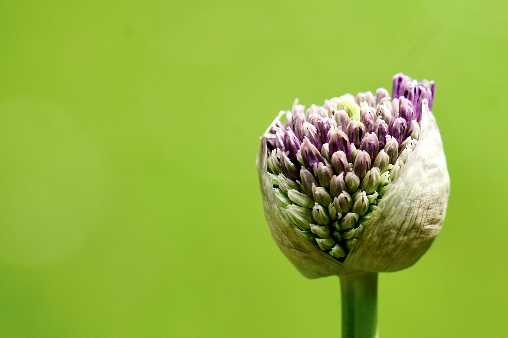 Lauch (Allium)