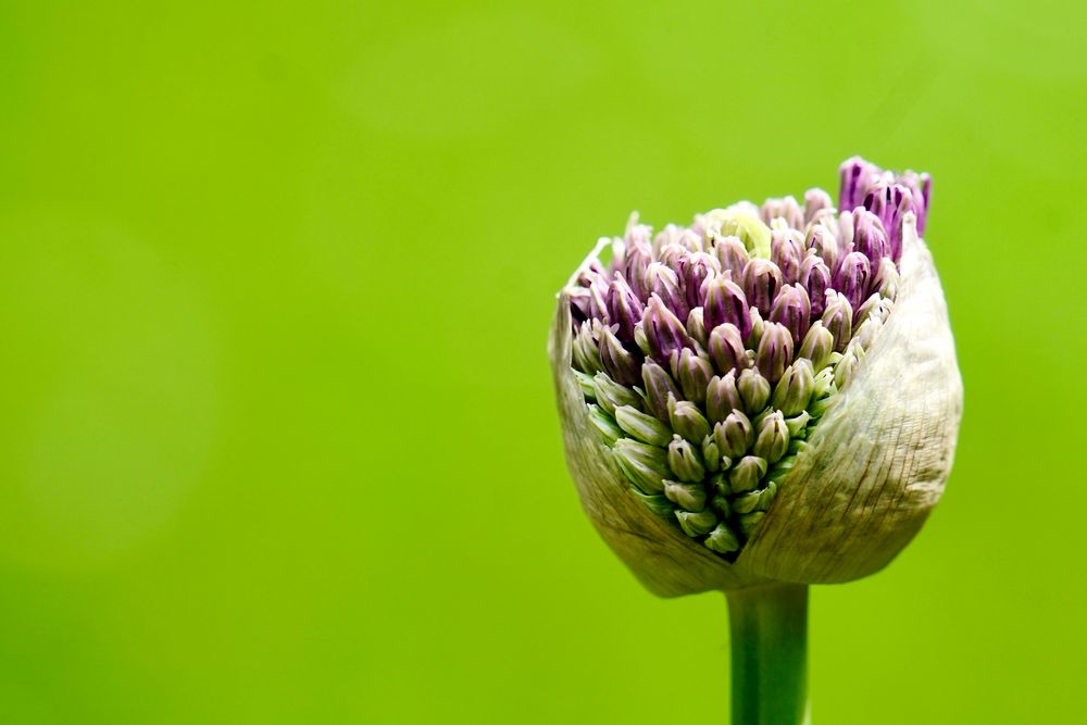 Lauch (Allium)