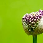 Lauch (Allium)