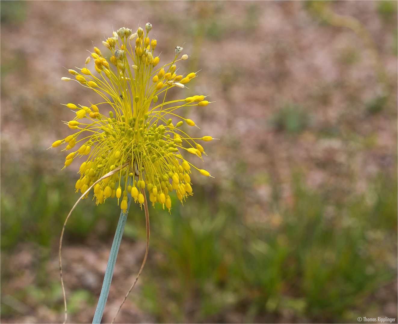 Lauch (Allium albidum)..