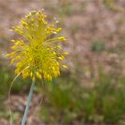 Lauch (Allium albidum)..