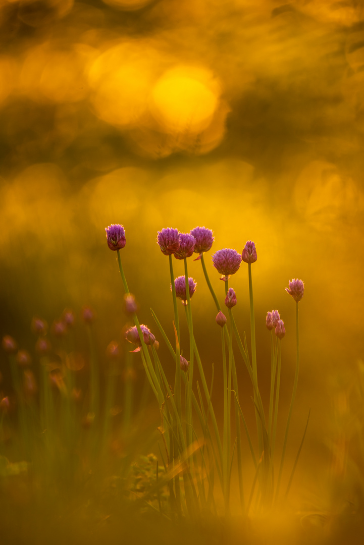 Lauch (Allium) im Gegenlicht