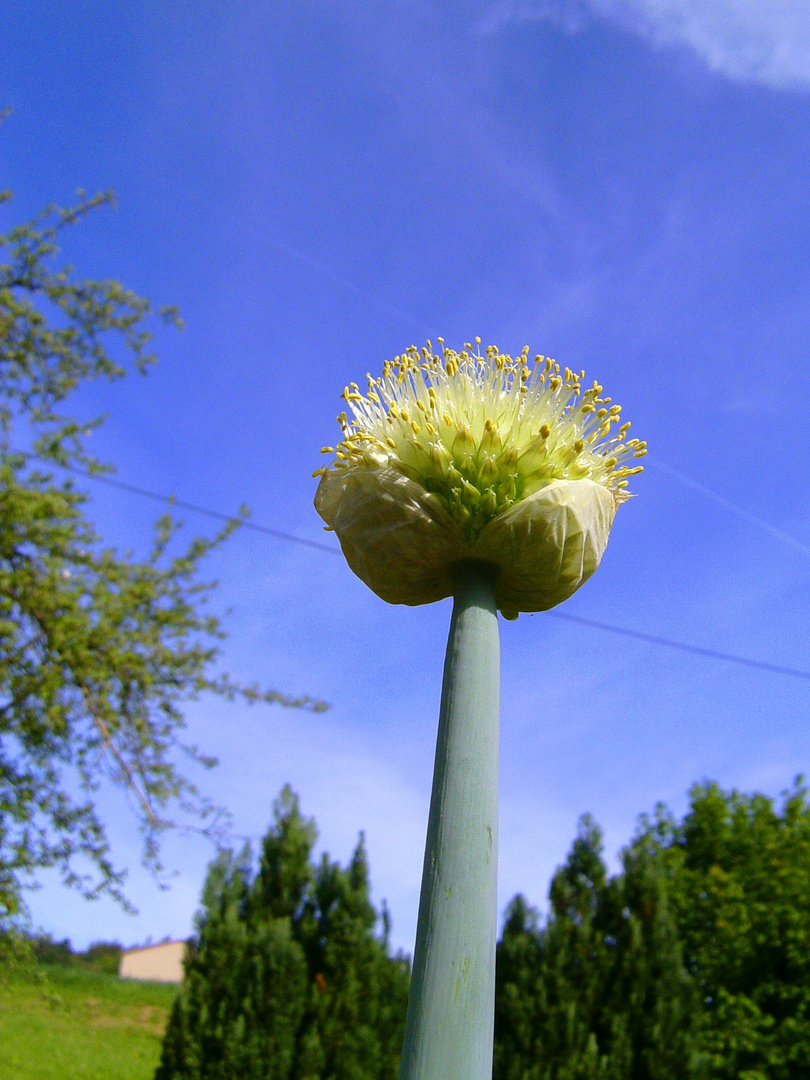 Lauch am Himmel