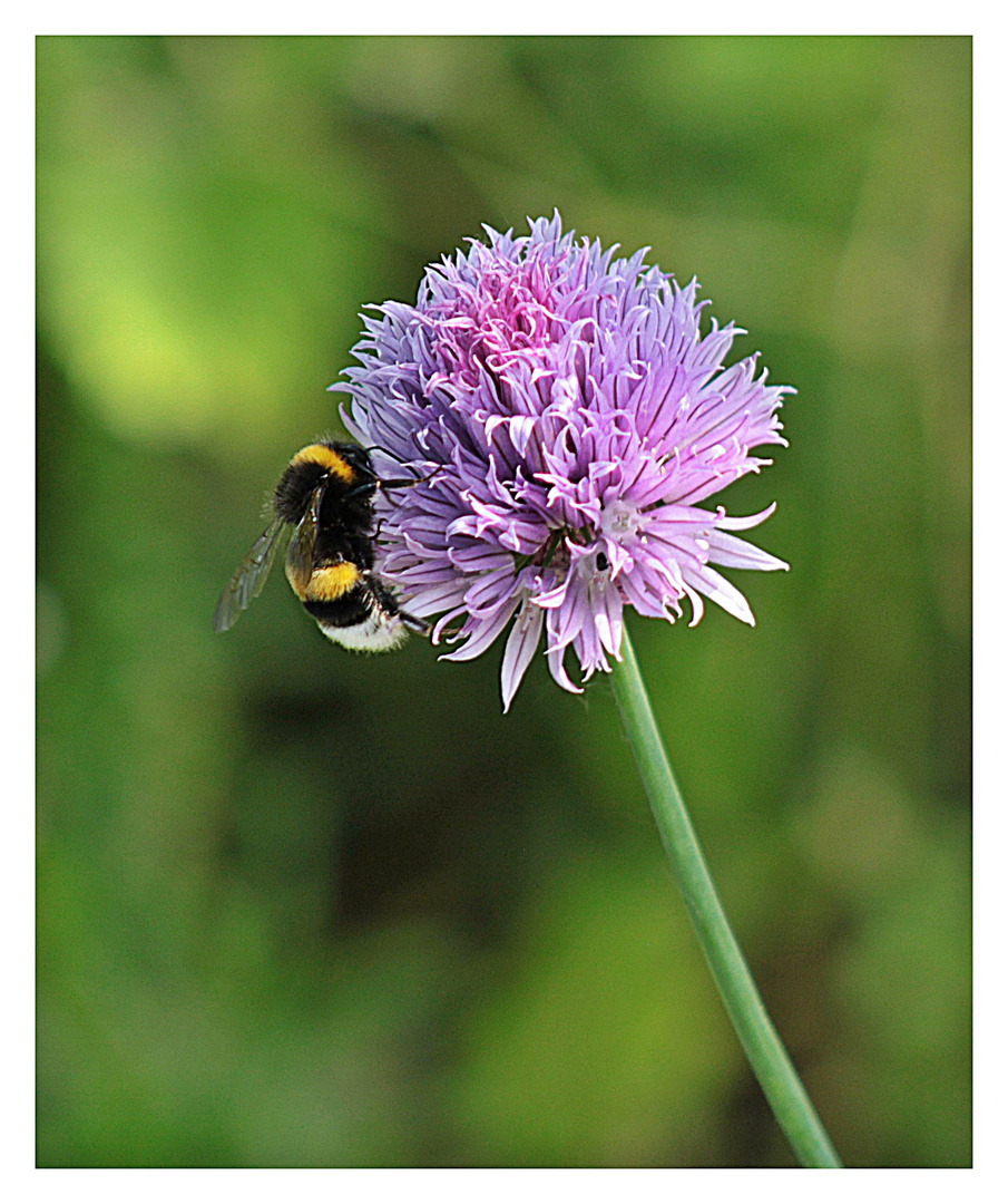 Lauch mit Hummel