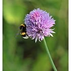 Lauch mit Hummel