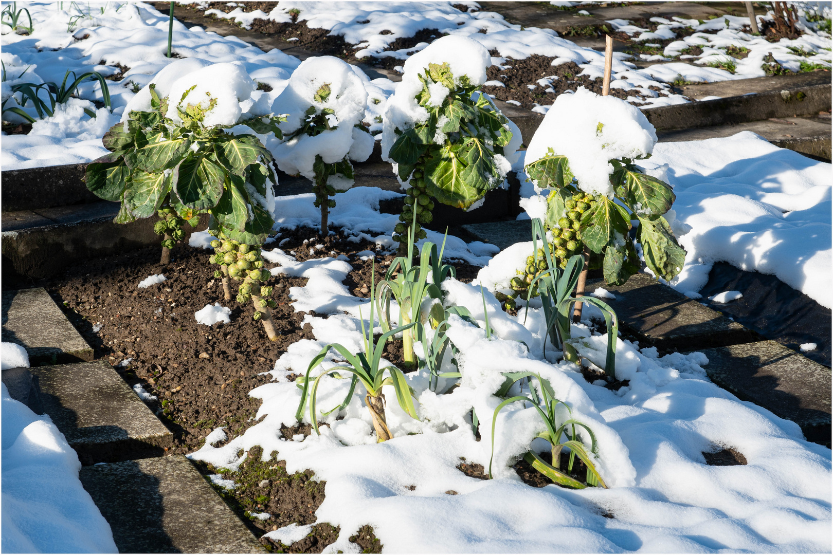 Lauch und Rosenkohl