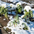 Lauch und Rosenkohl