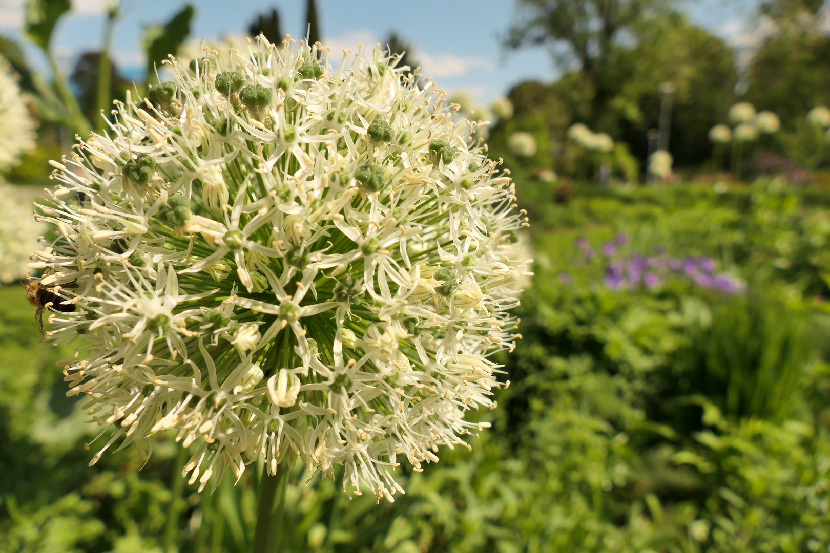 Lauchblüte.....