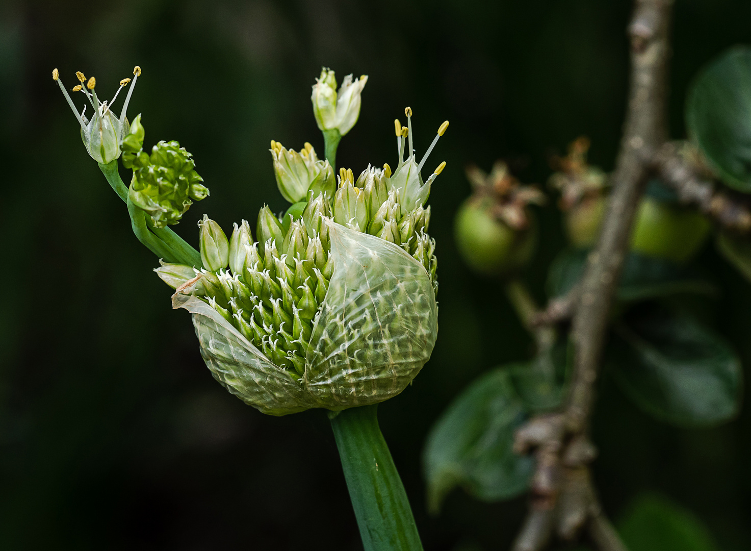 Lauchblüte