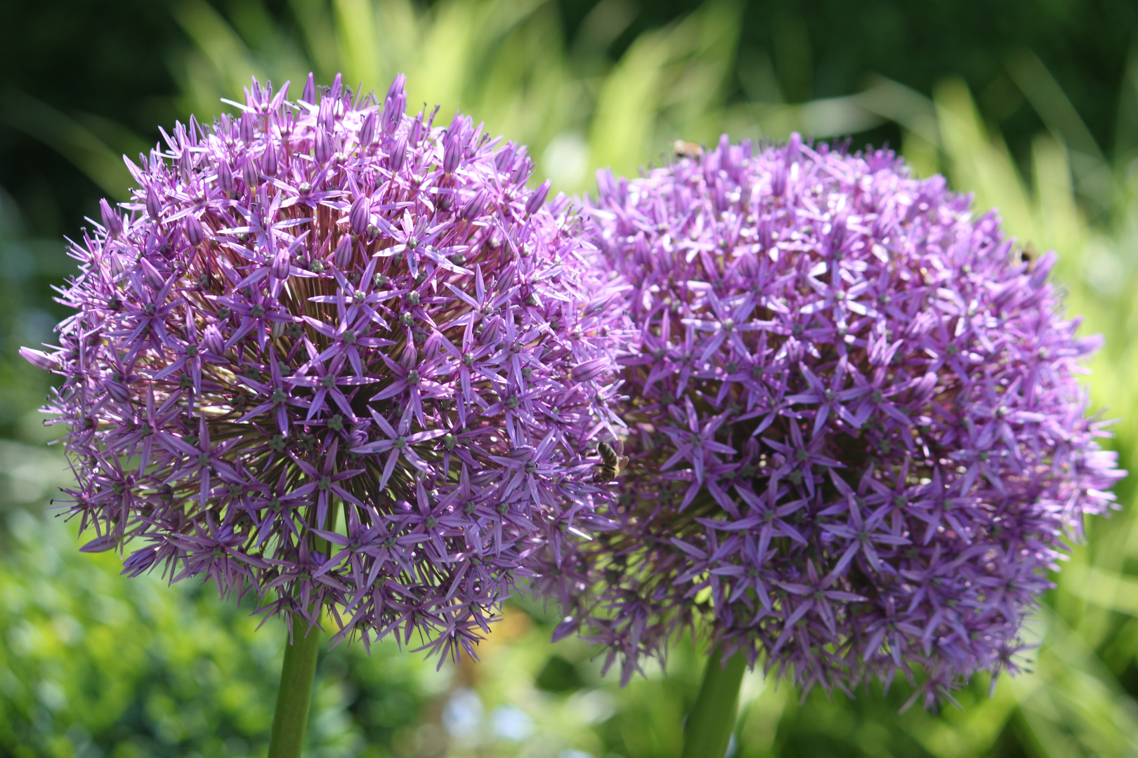 Lauchblüten Foto & Bild pflanzen, pilze & flechten, blüten