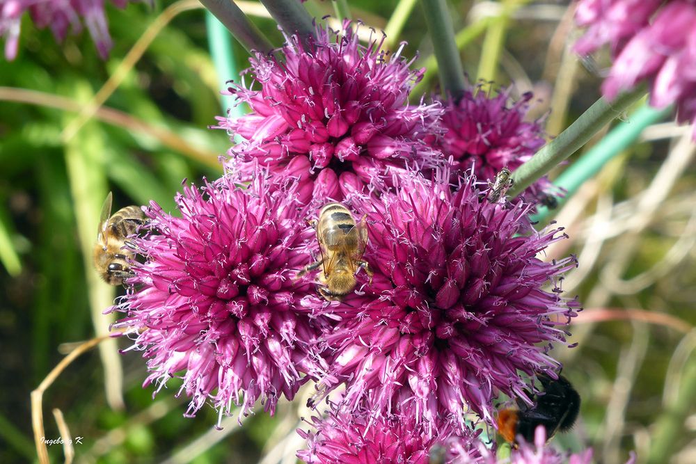 Lauchblüten - Nahrung für Bienen und Hummel