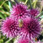 Lauchblüten - Nahrung für Bienen und Hummel