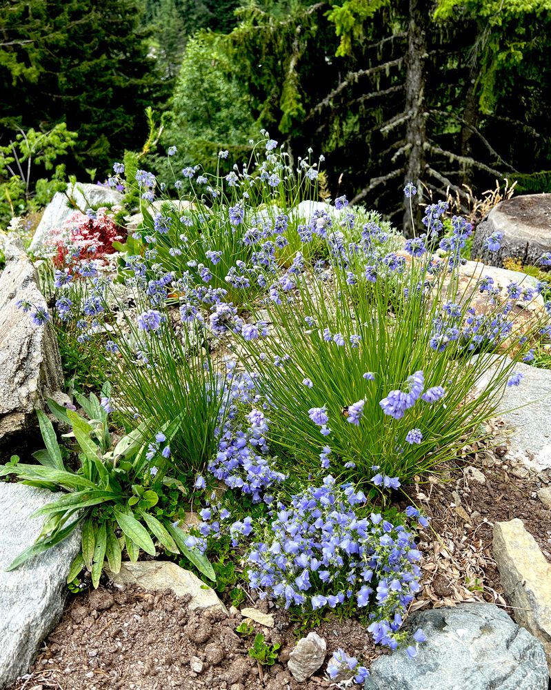 Lauchblüten zum Mittwoch.