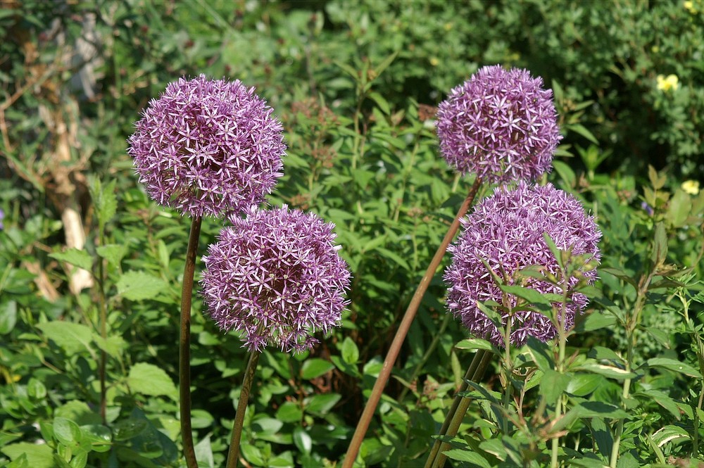 Lauchgewächs Foto & Bild pflanzen, pilze & flechten, blüten