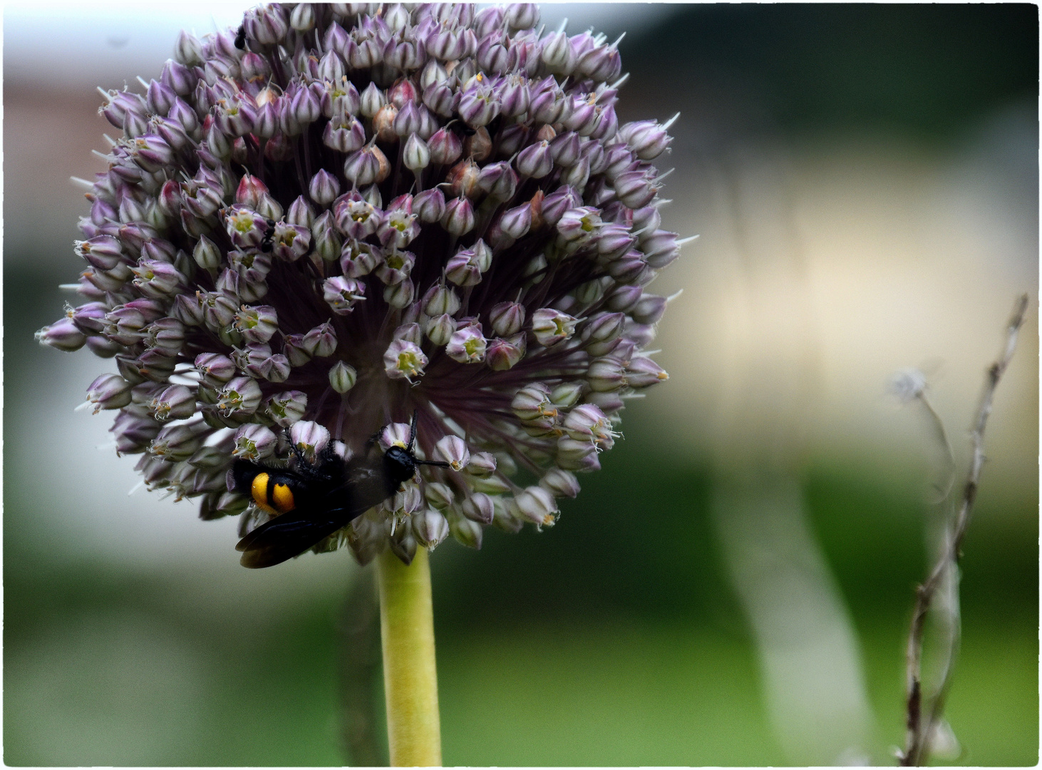 Lauchgewächs mit Wespe Foto & Bild natur, pflanzen, tiere Bilder auf