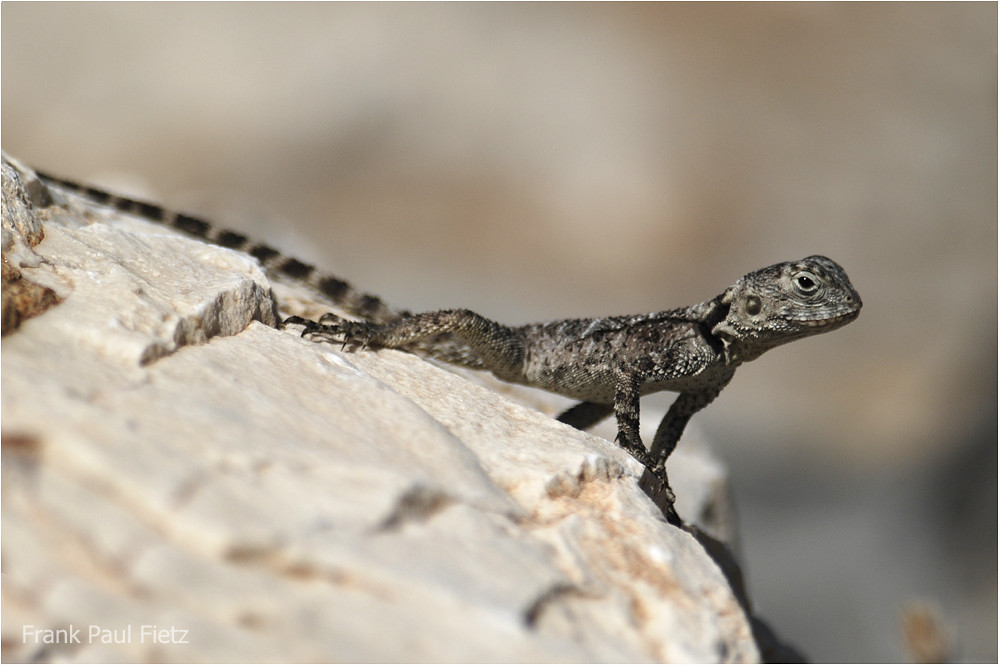 Laudakia stellio daani, juvenil