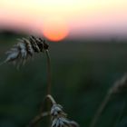 Laue Sommerabende