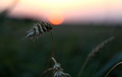 Laue Sommerabende